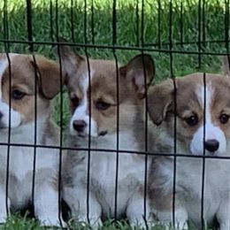 Pembroke Welsh Corgis from TehachapiCreamery Corgis
