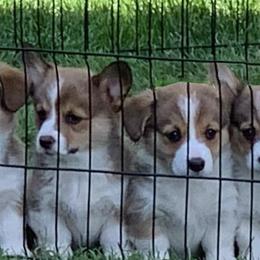 Pembroke Welsh Corgis from TehachapiCreamery Corgis