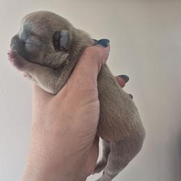 Boy 1 - Blue fawn male French Bulldog puppy in Salina, Kansas from Peace Love frenchies