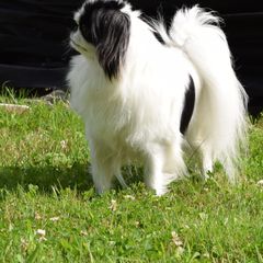 Japanese Chin Puppies from Camelot's Japanese Chin