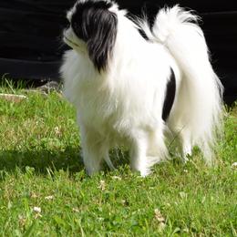 Japanese Chin Puppies from Camelot's Japanese Chin