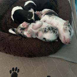 Border Collie Puppies from Roaring River Border Collies