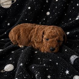 Chewy - Red  male Poodle puppy in Mayville, Michigan from Kathy Maize