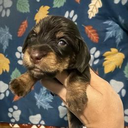Aria - Chocolate and tan female Dachshund puppy in Onalaska, Texas from Smokey Pines Dachshunds
