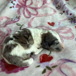 Mateo - Merle male Goldendoodle puppy in Jacksonville, Florida from Dandelion Doodles