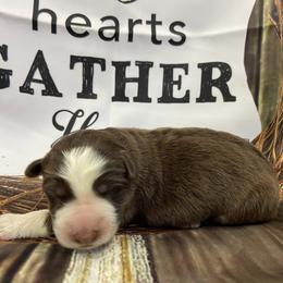 Girl 1 - Panda female German Shepherd puppy in Pelham, North Carolina from P & P Shepherds