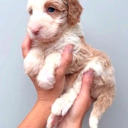 Abigail - Apricot female Aussiedoodle puppy in Orland, California from Shockley’s Elite Doodles
