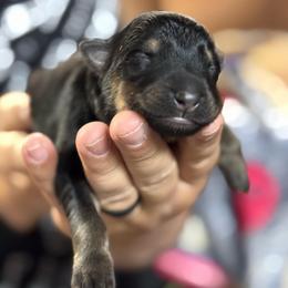 Willow - Black and tan female German Shepherd puppy in Barnhart, Missouri from Combat Creek German Shepherds