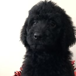 Diva - Black Bernedoodle puppy in Frisco, North Carolina from Beach Bernedoodles