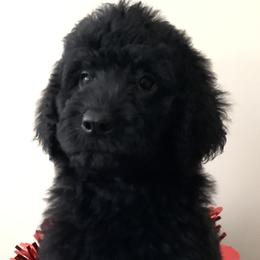 Diva - Black Bernedoodle puppy in Frisco, North Carolina from Beach Bernedoodles