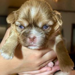 CKC Jamie - Chocolate and tan female Shih Tzu puppy in Skipperville, Alabama from Nay Nay’s Babies