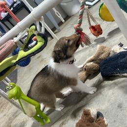 Peach - White and sable female Shetland Sheepdog puppy in Fontanelle, Iowa from Jensen Farms Shelties