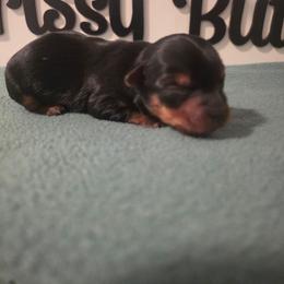 Gabby - Black and tan female Yorkshire Terrier puppy in Clermont, Florida from Bella's Prissy Butts