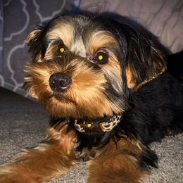 Yorkshire Terriers from Dream Puppies
