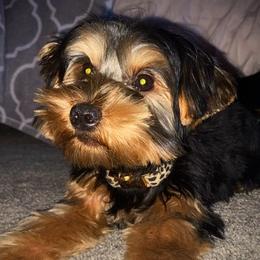 Yorkshire Terriers from Dream Puppies