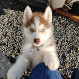 Dark Helmet (blue eyes) - Red and white male Siberian Husky puppy in Heppner, Oregon from Yuki Ookami Show Kennel
