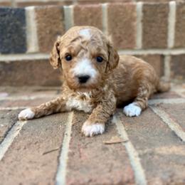 Poppy - Red  female Goldendoodle puppy in Gastonia, North Carolina from Crowders Creek Doodles