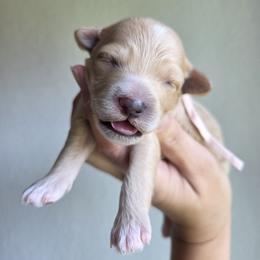 Chloe - Cream female Goldendoodle puppy in Leander, Texas from Doodle Doula