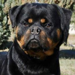 Rottweilers from Powerhauz