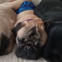 Hugo - Pug