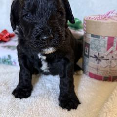 Double Doodle Puppies from Southern Sunshine Doodles