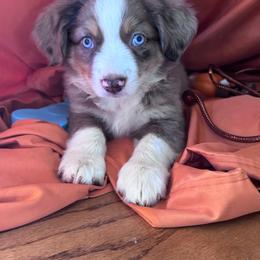 Copper - Red merle male Miniature Australian Shepherd puppy in Granbury, Texas from Jubilee Acres