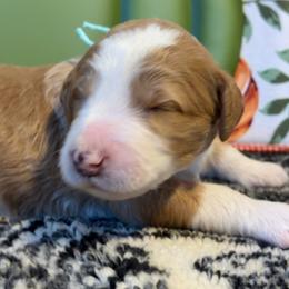 Cranberry -mint - Cream and white female Aussiedoodle puppy in Grand Haven, Michigan from Happy Hippy Doodles