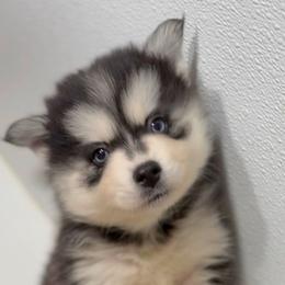 Alaska - Black and white male Pomsky puppy in Spring Hill, Florida from PDQ Pomskies