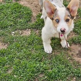 American Corgi Puppies from Elmiphyr Corgis