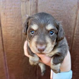 Lilly's Female 1 - Chocolate and cream female Dachshund puppy in Rattan, Oklahoma from Burgett’s Barnyard Dachshunds