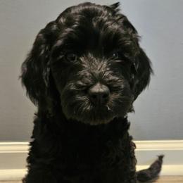 Vivian - Black female Goldendoodle puppy in Kansas City, Missouri from Poppy's Doodles