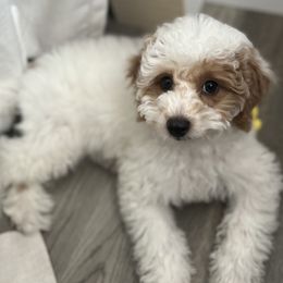 Goldendoodles from Palm Beach Doods