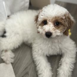 Goldendoodles from Palm Beach Doods