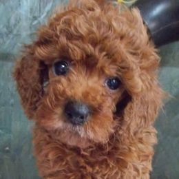 Poodle Puppies from Lowry Toy Poodles