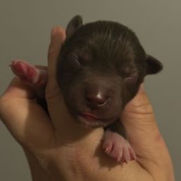 Hickory - Red and white male Siberian Husky puppy in Florence, Kentucky from Moonlight Howl Huskies