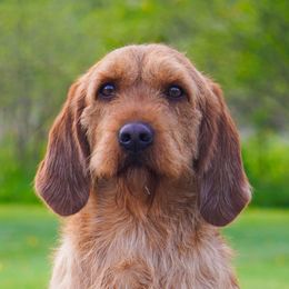 Wilbur - Basset Fauve de Bretagne