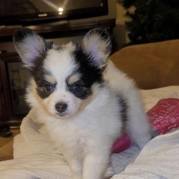 Boy 1 - White black and tan male Papillon puppy in Florida from Tammy's Papillon Playpen