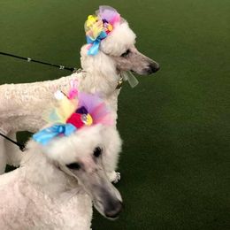 Poodle All Grown Up from Keri Standard and Miniature Poodles