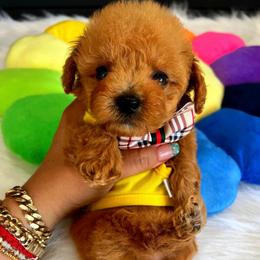 FINN - Apricot male Maltipoo puppy in Sugar Land, Texas from Celebrity Maltipoos
