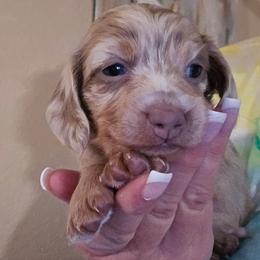 Isabella dapple with points - Fawn (Isabella) male Dachshund puppy in Port Charlotte, Florida from Vicki's Dachshund Crossing