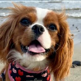 Cavalier King Charles Spaniels from Cavalier Kingdom San Diego