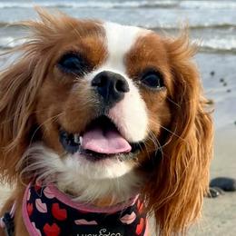 Cavalier King Charles Spaniels from Cavalier Kingdom San Diego