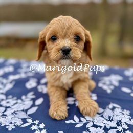 Benji - Red male Cavapoo puppy in Kansas from Marigold Pups