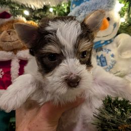 Elfie - Chocolate, tan and white male Yorkshire Terrier puppy in Gatesville, Texas from KontryKritterz Yorkies