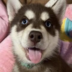 Siberian Huskies from Sherman's Siberian Husky Palace
