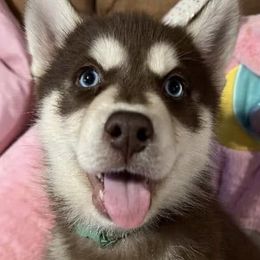 Siberian Huskies from Sherman's Siberian Husky Palace