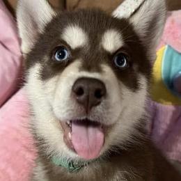 Siberian Huskies from Sherman's Siberian Husky Palace