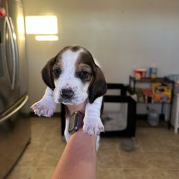Boy 8 - Black and white male Basset Hound puppy in Las Animas, Colorado from J&D Dachsies