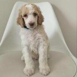 Indy - Parti male Poodle puppy in Plainfield, New Jersey from Caris Paws Poodles and Labradoodles
