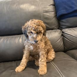 Goldendoodle and Poodle Puppies from Gentle Paw Goldendoodles